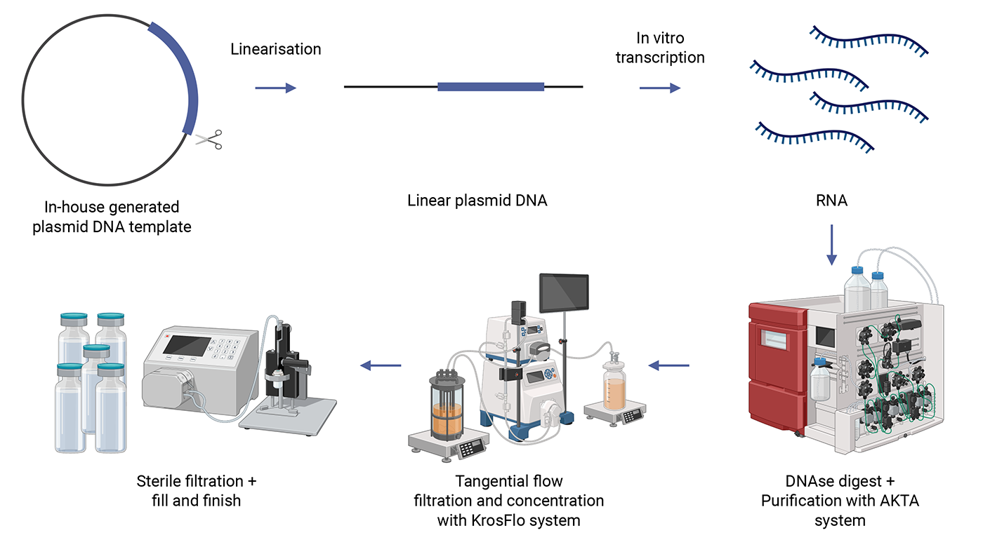 Rna manufacturing process